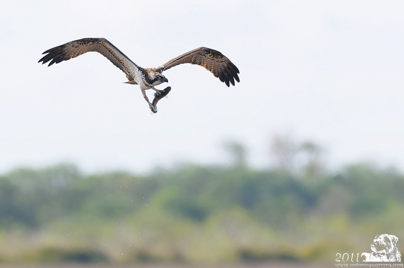 Falco Pescatore